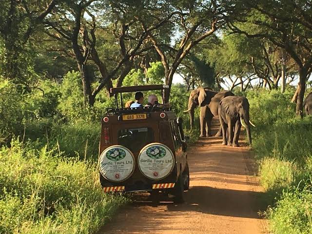 Elephants crossing a track in Uganda